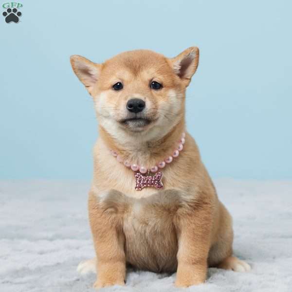 Tammie, Shiba Inu Puppy